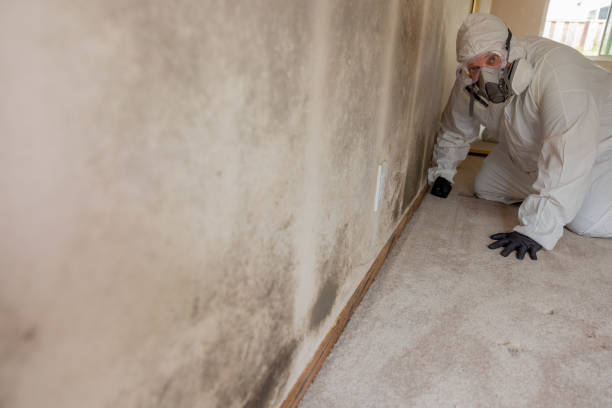 Best Industrial Mold Remediation  in Willmar, MN